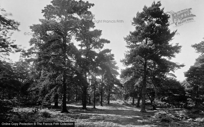 Photo of Harrogate, Harlow Moor, In The Pines 1924