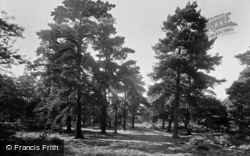 Harlow Moor, In The Pines 1924, Harrogate