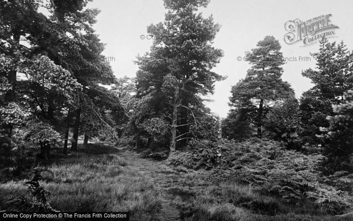 Photo of Harrogate, Harlow Moor, The Pines 1914
