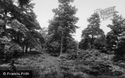 Harlow Moor, The Pines 1914, Harrogate