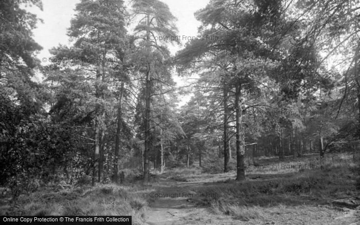 Photo of Harrogate, The Pine Wood, Harlow Moor 1921