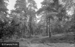 The Pine Wood, Harlow Moor 1921, Harrogate