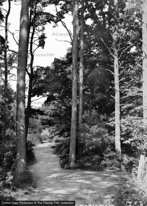 Photo of Haslemere, Marley Common c.1955