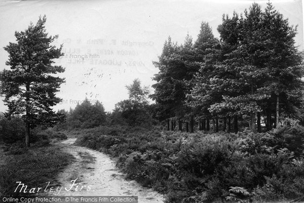 Photo of Haslemere, Marley Firs 1910