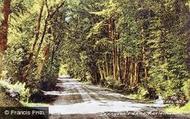 Tennyson's Lane c.1955, Haslemere