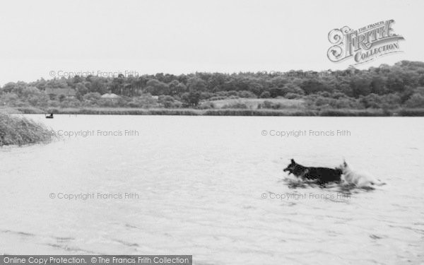 Photo of Hatchmere, Lake, Dogs Swimming c.1960