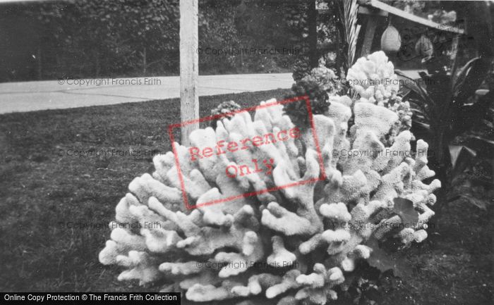 Photo of Hawaii, Hauula, Coral Display c.1935