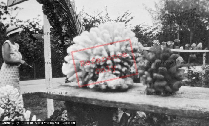 Photo of Hawaii, Hauula, Coral Display c.1935