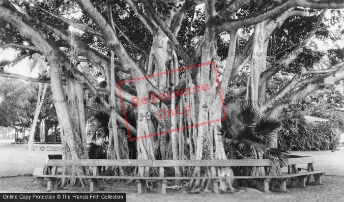 Photo of Hawaii, Honolulu, Banyan Tree c.1935