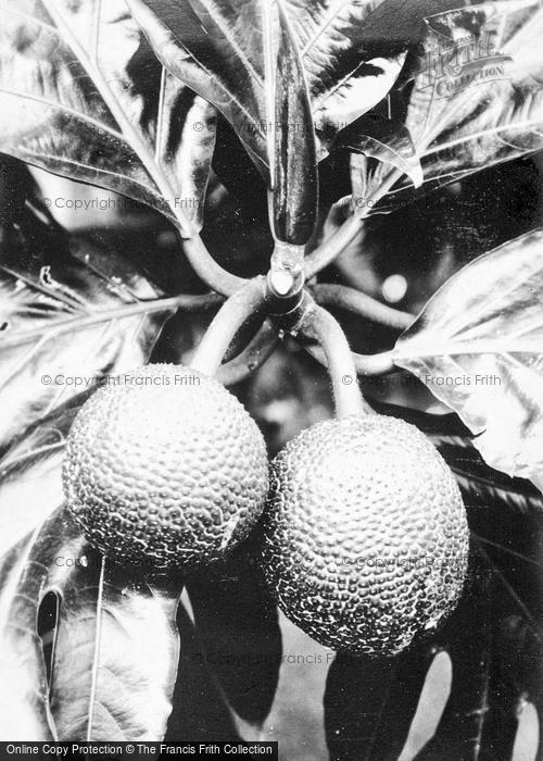 Photo of Hawaii, Honolulu, Breadfruit c.1935