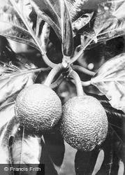 Honolulu, Breadfruit c.1935, Hawaii