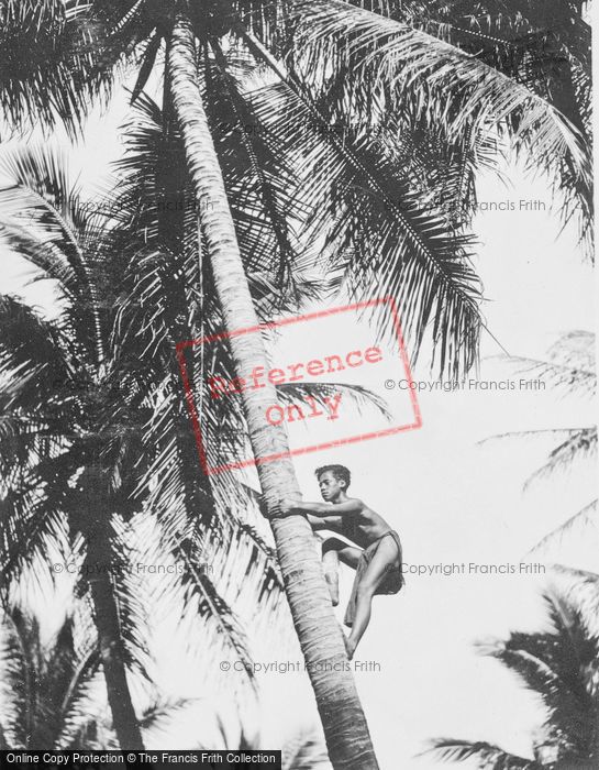 Photo of Hawaii, Honolulu, Climbing Coconut Palm c.1935