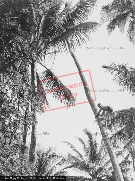 Photo of Hawaii, Honolulu, Climbing For Coconuts c.1935
