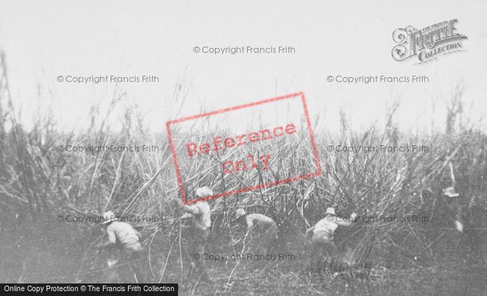 Photo of Hawaii, Honolulu, Cutting Sugar Cane c.1935