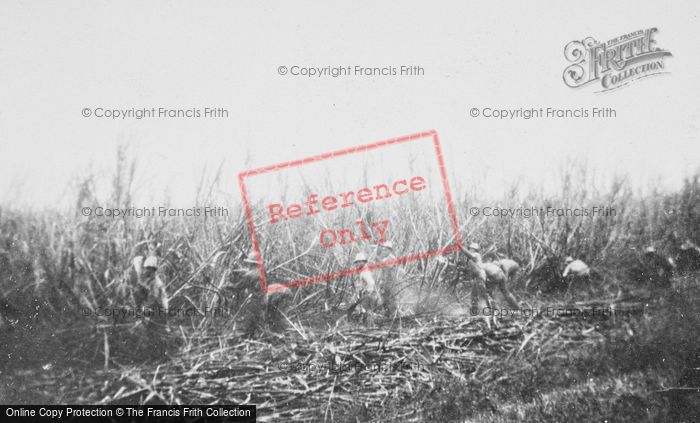 Photo of Hawaii, Honolulu, Cutting Sugar Cane c.1935