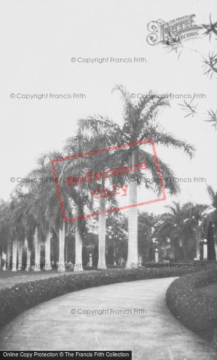 Photo of Hawaii, Honolulu, Palm Trees c.1935