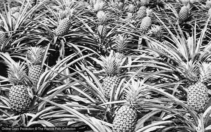 Photo of Hawaii, Honolulu, Pinapples c.1935
