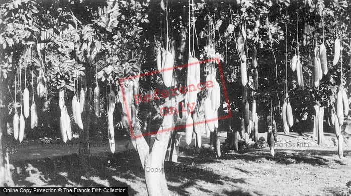 Photo of Hawaii, Honolulu, Sausage Tree c.1935