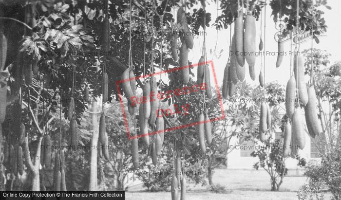 Photo of Hawaii, Honolulu, Sausage Tree c.1935
