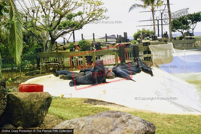 Photo of Hawaii, Honolulu, Sealife Park, Sea Lions 1982