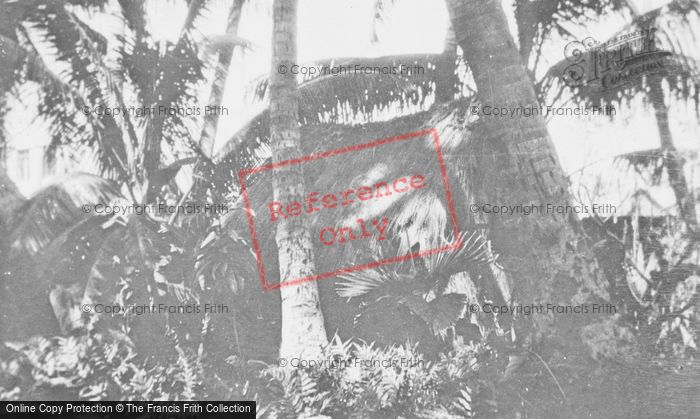 Photo of Hawaii, Lalani Hawaiian Village, Hale c.1935