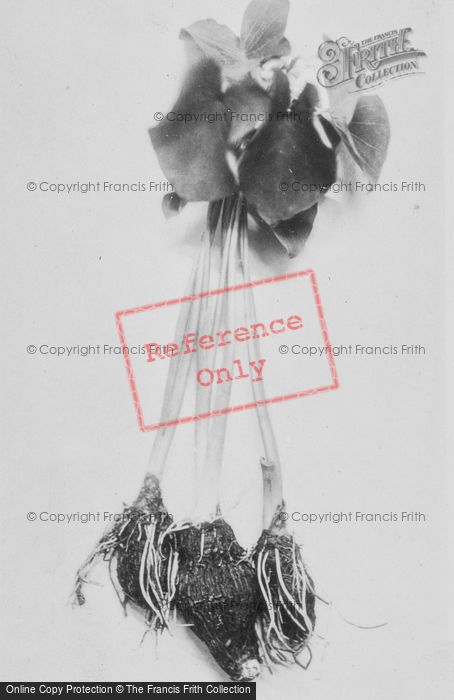 Photo of Hawaii, Taro Plant For Making Poi c.1935