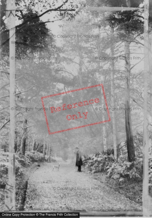 Photo of Hawarden, In The Woods c.1890