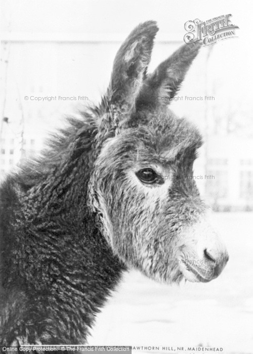 Photo of Hawthorn Hill, Ruffs Orchard Donkey Stud c.1960