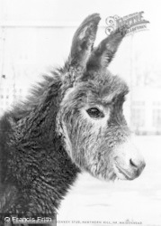 Hawthorn Hill, Ruffs Orchard Donkey Stud c.1960, Hawthorn Corner
