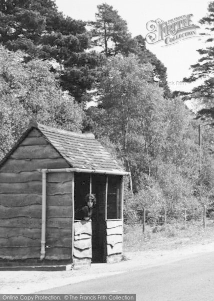 Photo of Headley Down, Young Lady In Bus Shelter c.1955