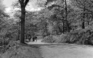 View In The Woods, Hardcastle Crags c.1955, Hebden Bridge