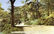 View In The Woods, Hardcastle Crags c.1955, Hebden Bridge
