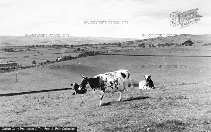 Photo of Hellifield, Cows On The Haw 1950