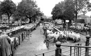 Hereford, the Livestock Market c1965