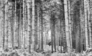Hermitage, the Aisles c1960