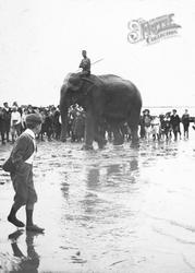 Elephant On The Beach 1899, Herne Bay
