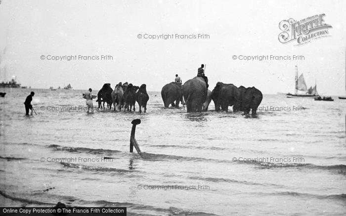 Photo of Herne Bay, Elephants And Camels In The Sea 1899