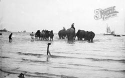 Elephants And Camels In The Sea 1899, Herne Bay