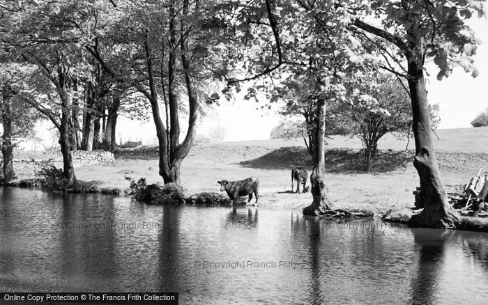 Photo of Hest Bank, Cattle In Canal c.1955