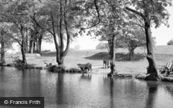 Cattle In Canal c.1955, Hest Bank