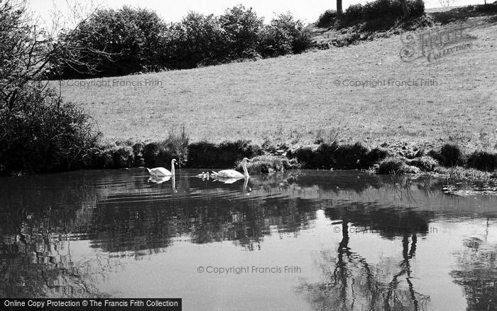 Photo of Hest Bank, Swans And Cygnets c.1955