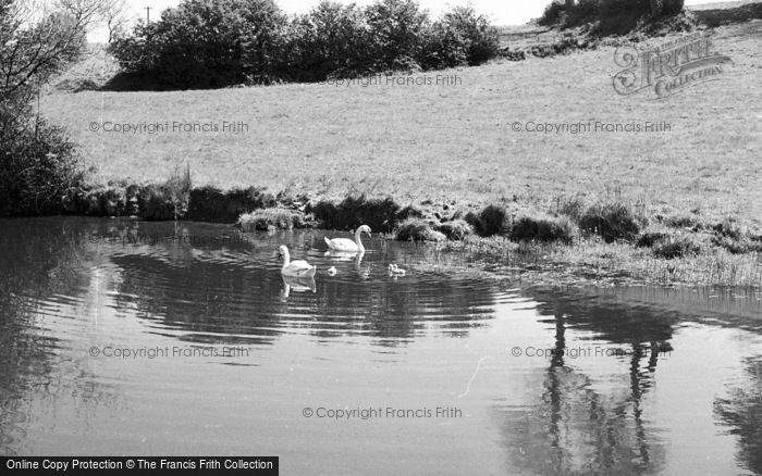 Photo of Hest Bank, Swans And Cygnets c.1955