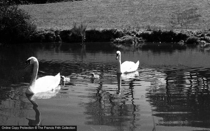 Photo of Hest Bank, Swans And Cygnets c.1955