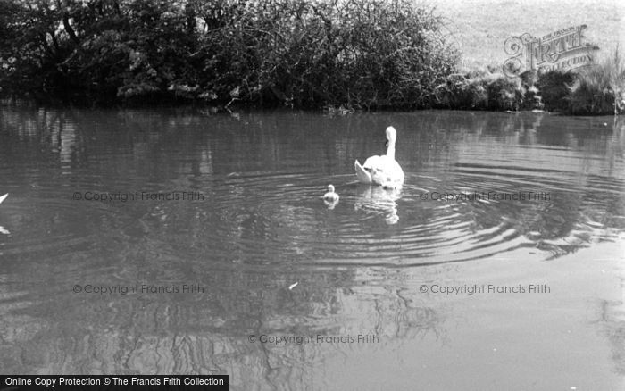 Photo of Hest Bank, Swans And Cygnets c.1955