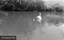 Swans And Cygnets c.1955, Hest Bank
