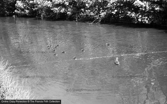 Photo of Hest Bank, The Canal, Ducks c.1959