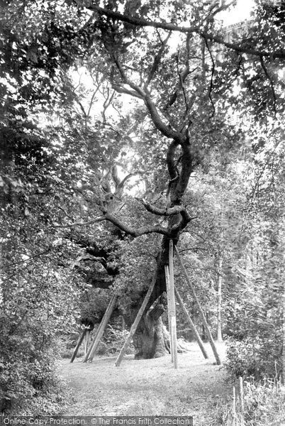 Photo of Highnam, Lassington Oak 1907