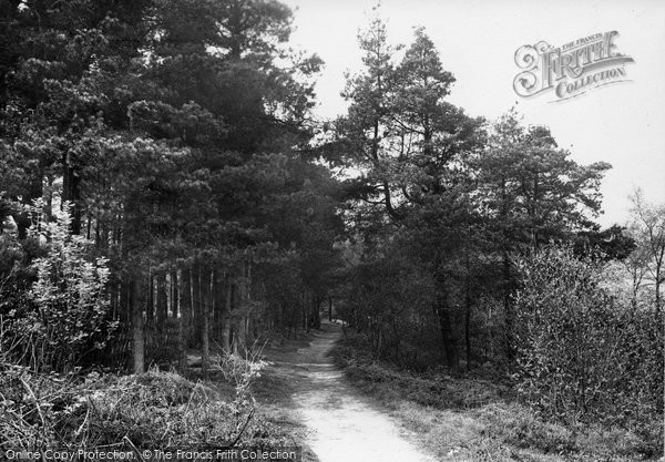 Photo of Hindhead, Devil's Punch Bowl, Thirlestane Pine Woods 1914