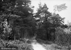 Devil's Punch Bowl, Thirlestane Pine Woods 1914, Hindhead