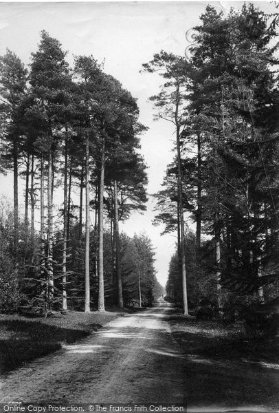 Photo of Hindhead, Kingswood Fir Avenue 1911